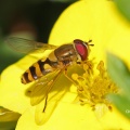 Syrphus torvus, male, hoverfly, Surrey, Alan Prowse